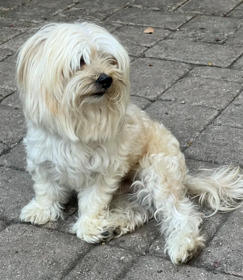 An adult small-sized male White / Cream Havanese dog named Blaze for adoption in Bellaire, TX