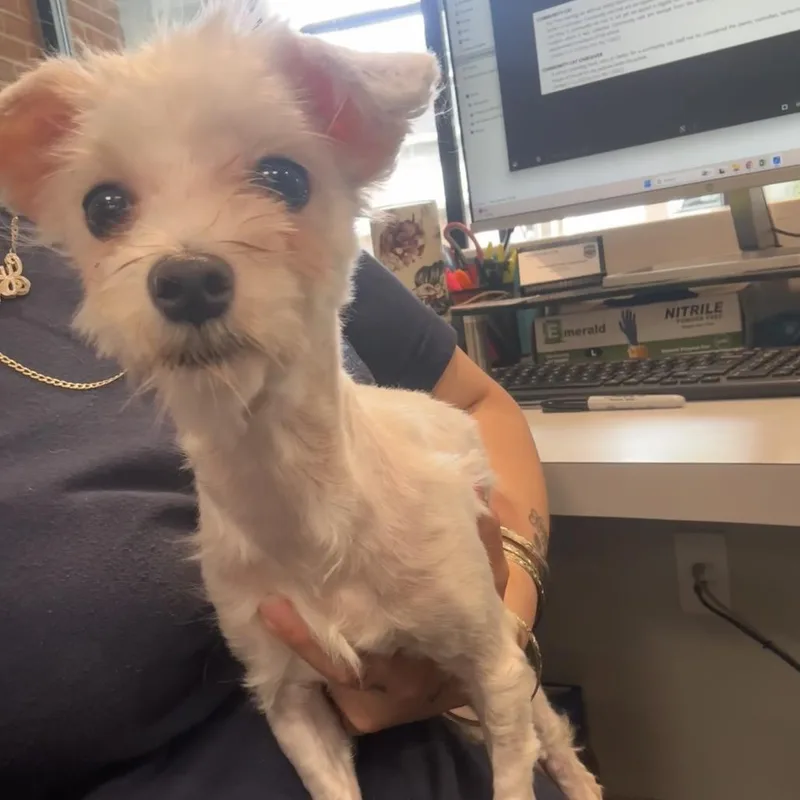 A young small-sized female White / Cream Mixed Breed dog named Iggy for adoption in Allentown, PA