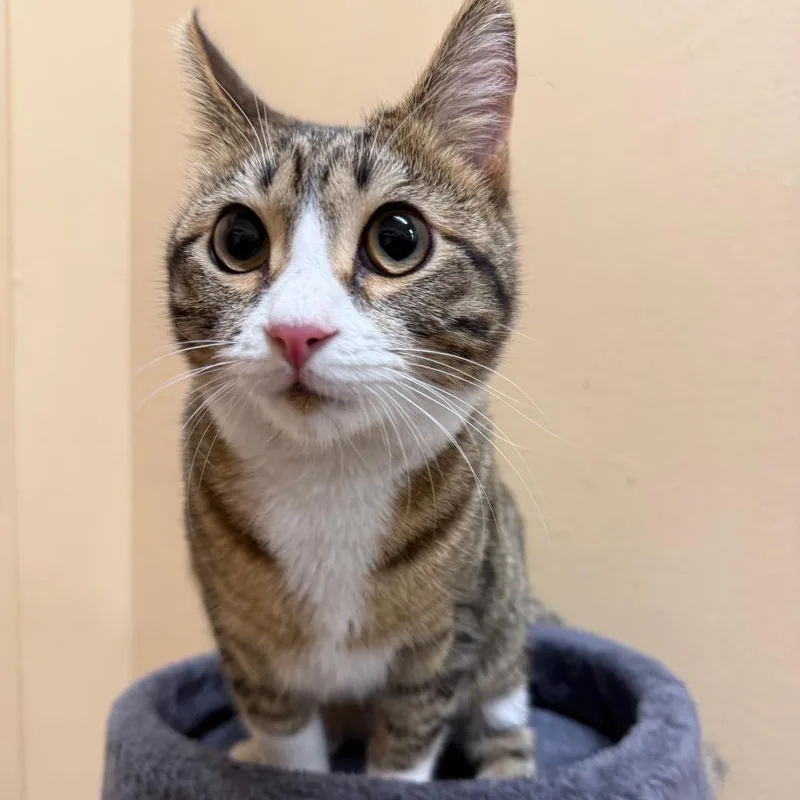A young small-sized female Brown / Chocolate Domestic Short Hair cat named Lucille for adoption in Hemet, CA