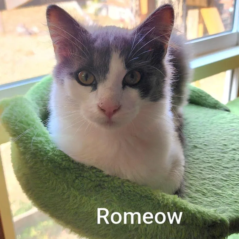A young medium-sized male Domestic Medium Hair cat named Romeow for adoption in Pullman, WA
