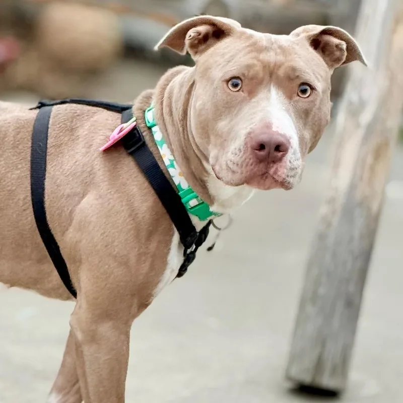 An adult medium-sized female Yellow / Tan / Blond / Fawn Pit Bull Terrier dog named Tequila for adoption in West Richland, WA