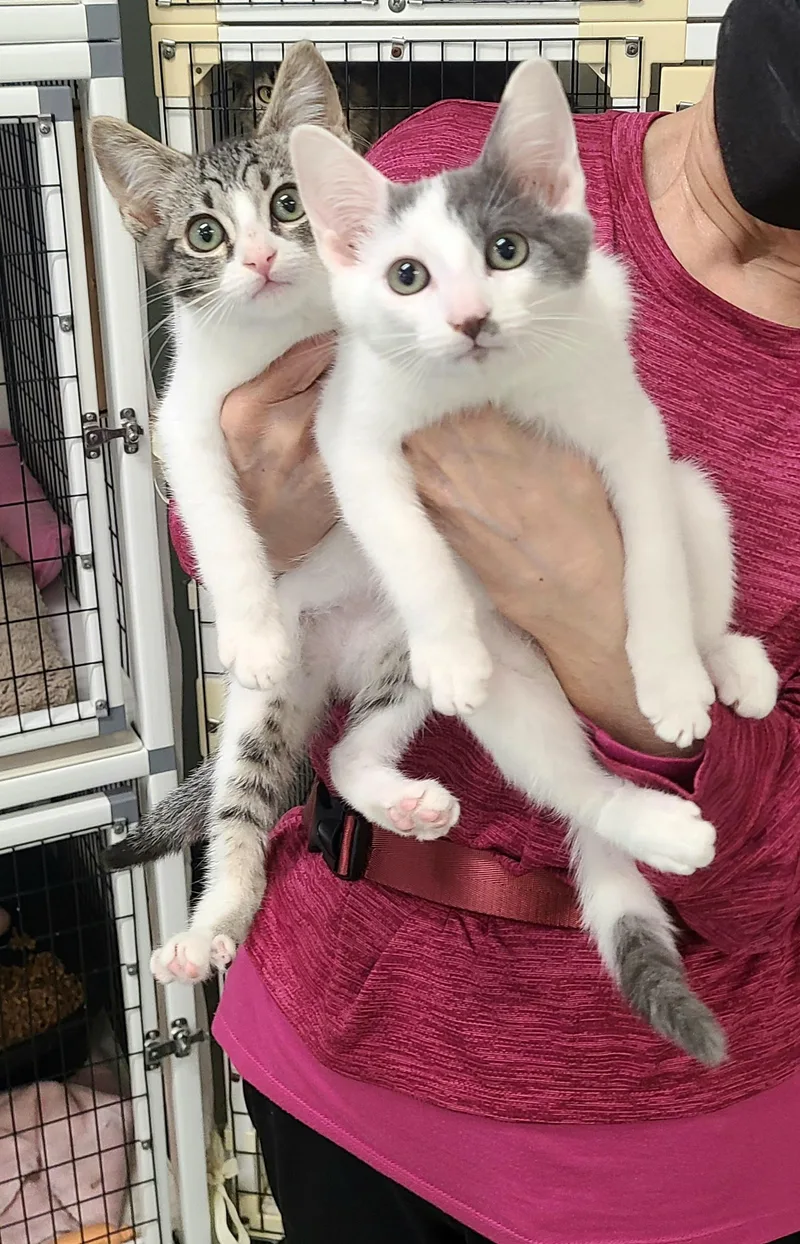 A baby medium-sized male Tabby (Brown / Chocolate) Domestic Short Hair cat named Dayton & Dover for adoption in Kirkland, WA