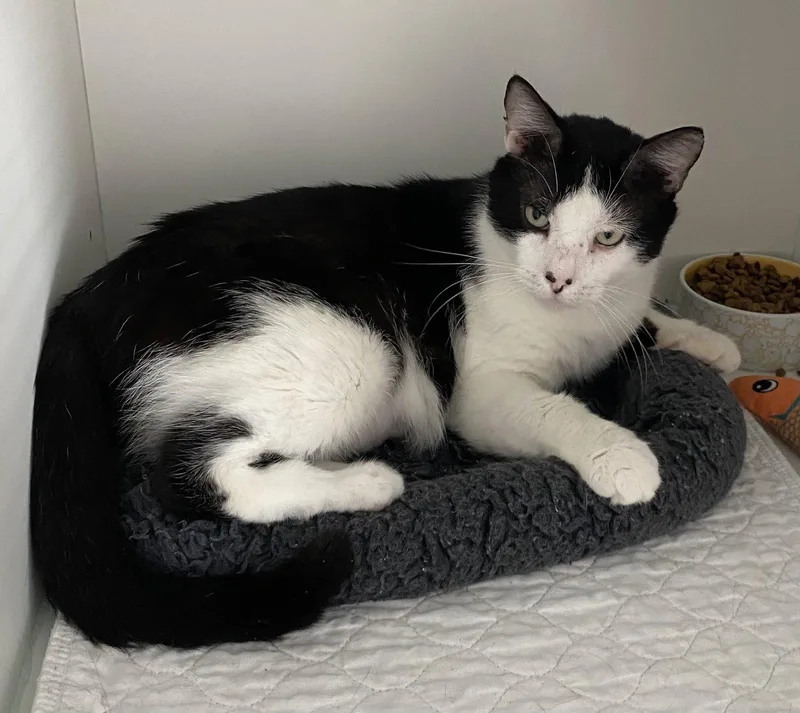A young medium-sized male Black & White / Tuxedo Domestic Short Hair cat named King for adoption in Satellite Beach, FL