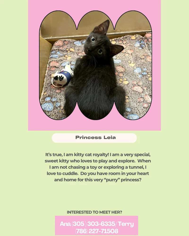 A young medium-sized female Black Domestic Short Hair cat named Princess Leia for adoption in Miami, FL