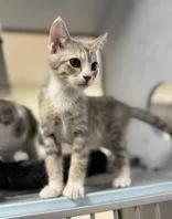 A young medium-sized female Tabby (Gray / Blue / Silver) Domestic Short Hair cat named Athena for adoption in Eagle, CO