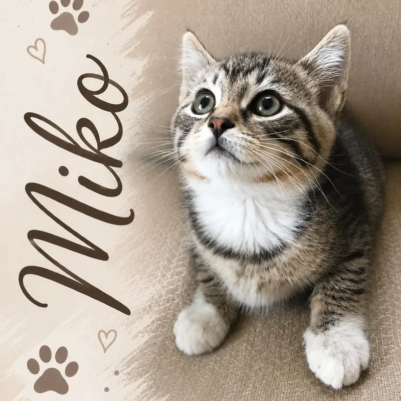 A baby small-sized male Brown / Chocolate Domestic Short Hair cat named Miko for adoption in Pleasanton, CA