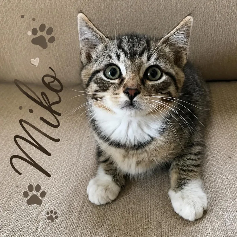 Miko thumbnail 3