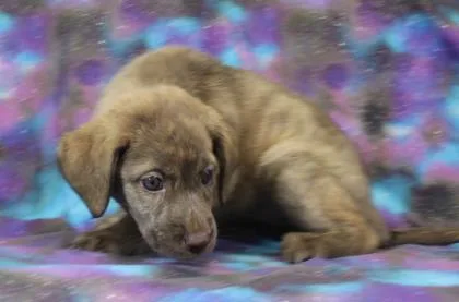 A baby large-sized female Mastiff dog named Nyla for adoption in Morton Grove, IL