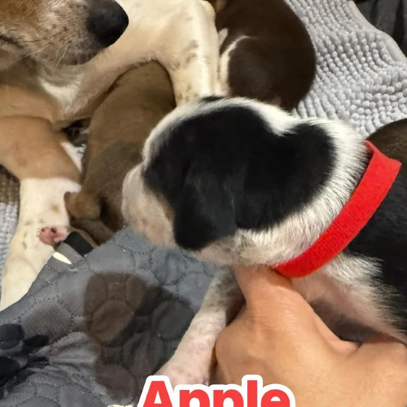 Apple thumbnail 3