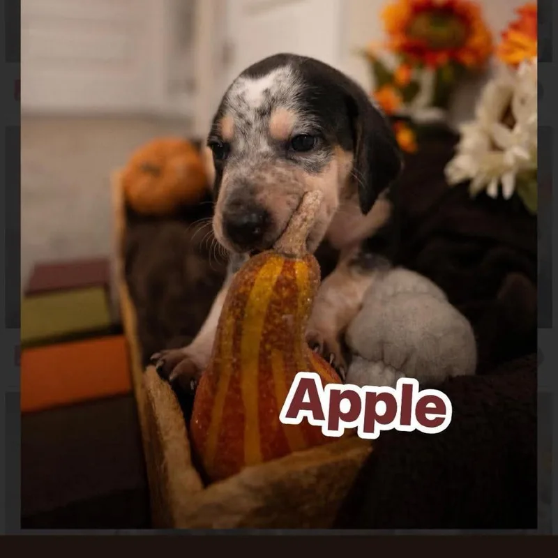 Apple thumbnail 5