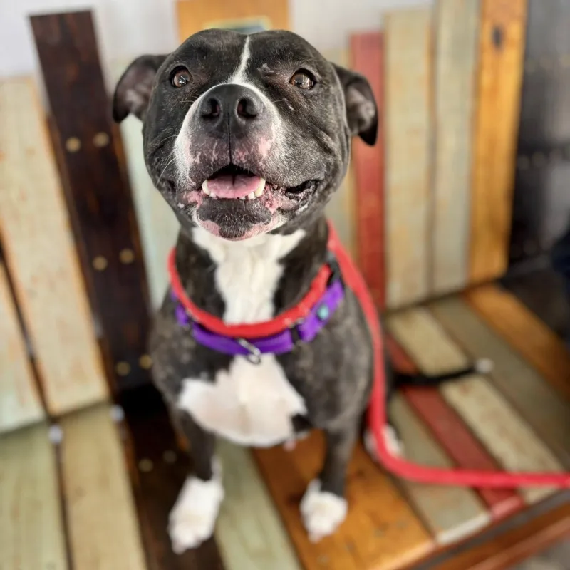 An adult large-sized female Terrier dog named Nova for adoption in North Syracuse, NY