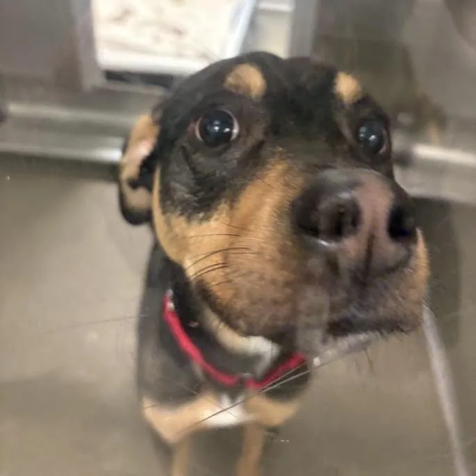 Tinytown thumbnail 2