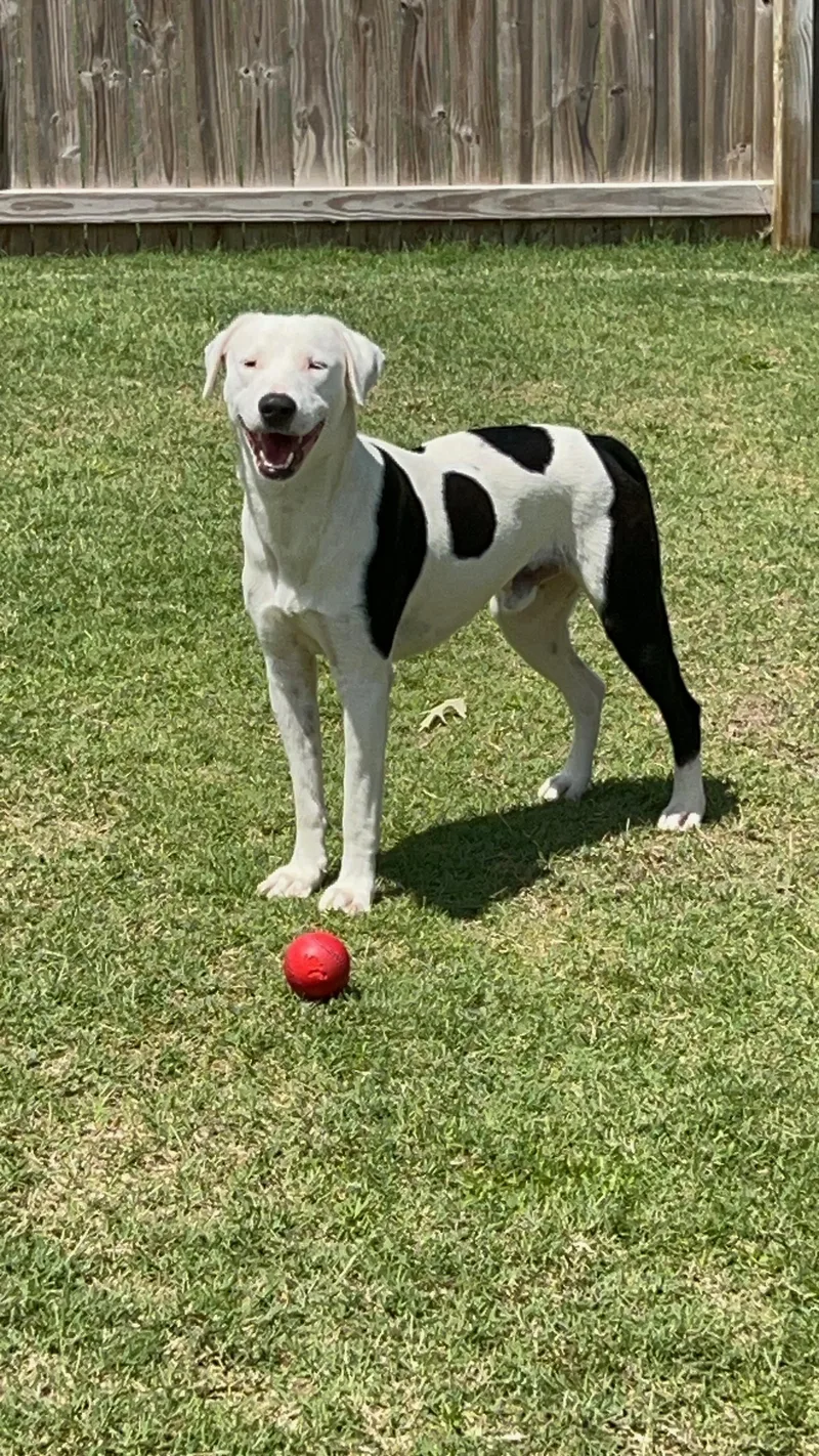 An adult large-sized male Black Labrador Retriever dog named Sailor for adoption in Mabank, TX