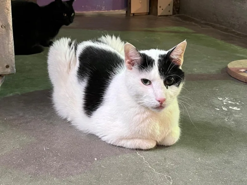 Majestic thumbnail 2