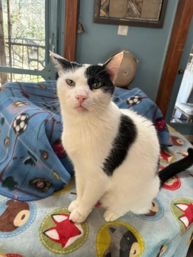 Majestic thumbnail 3