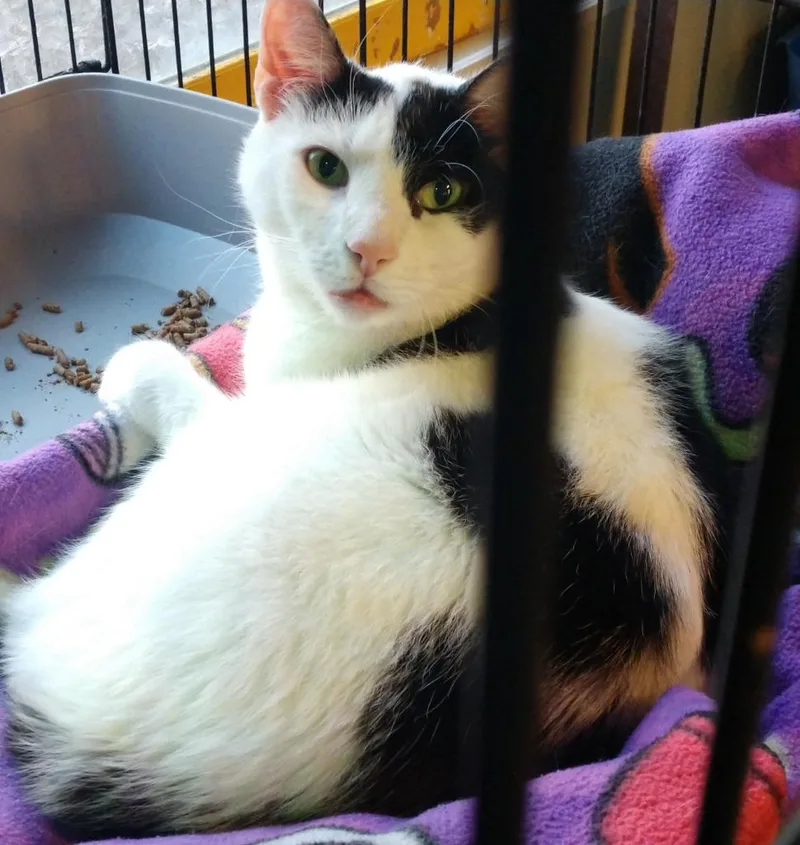 Majestic thumbnail 4