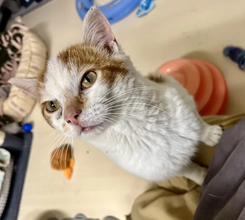An adult medium-sized male White Domestic Short Hair cat named Dobby for adoption in Seville, OH