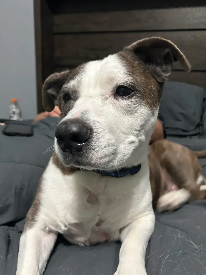 A senior medium-sized male American Staffordshire Terrier dog named Tubs for adoption in Bryan, TX