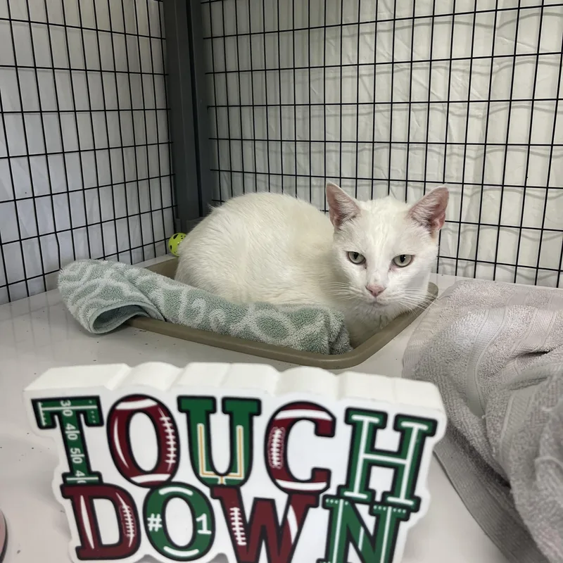 An adult medium-sized female Turkish Van cat named Buttermilk for adoption in Sebring, FL