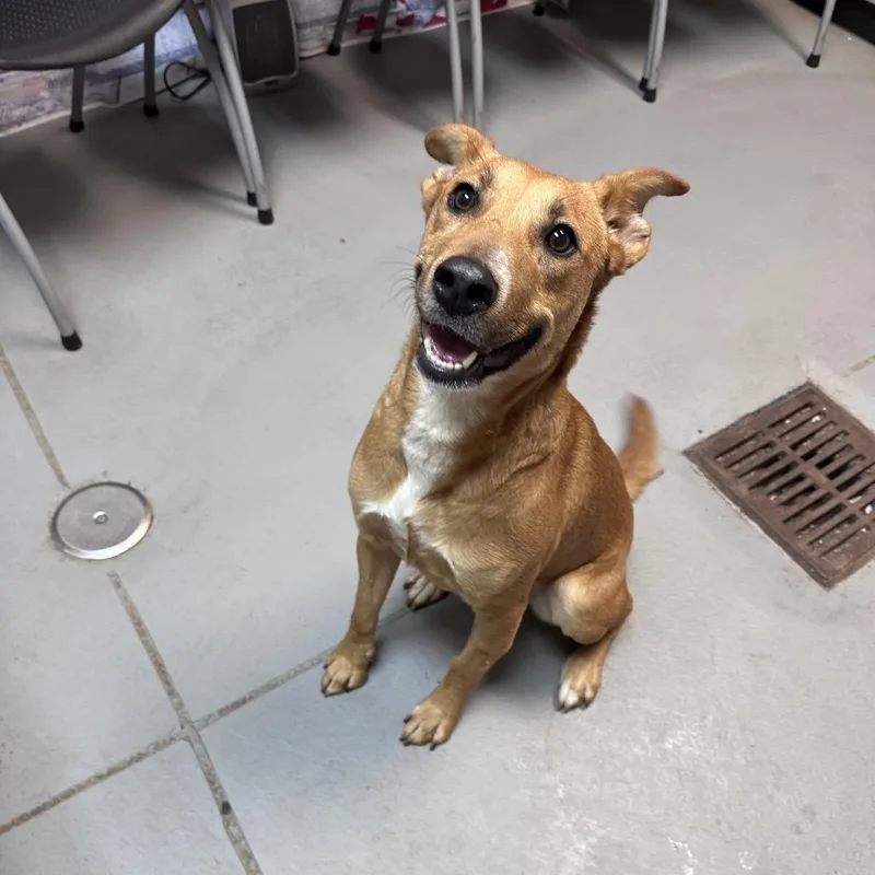 Rouganite thumbnail 2