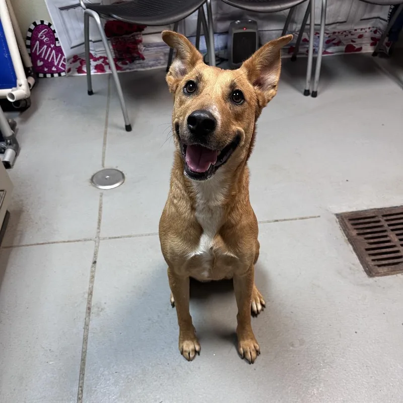 Rouganite thumbnail 3