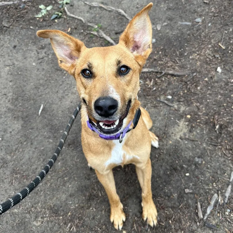 Rouganite thumbnail 4