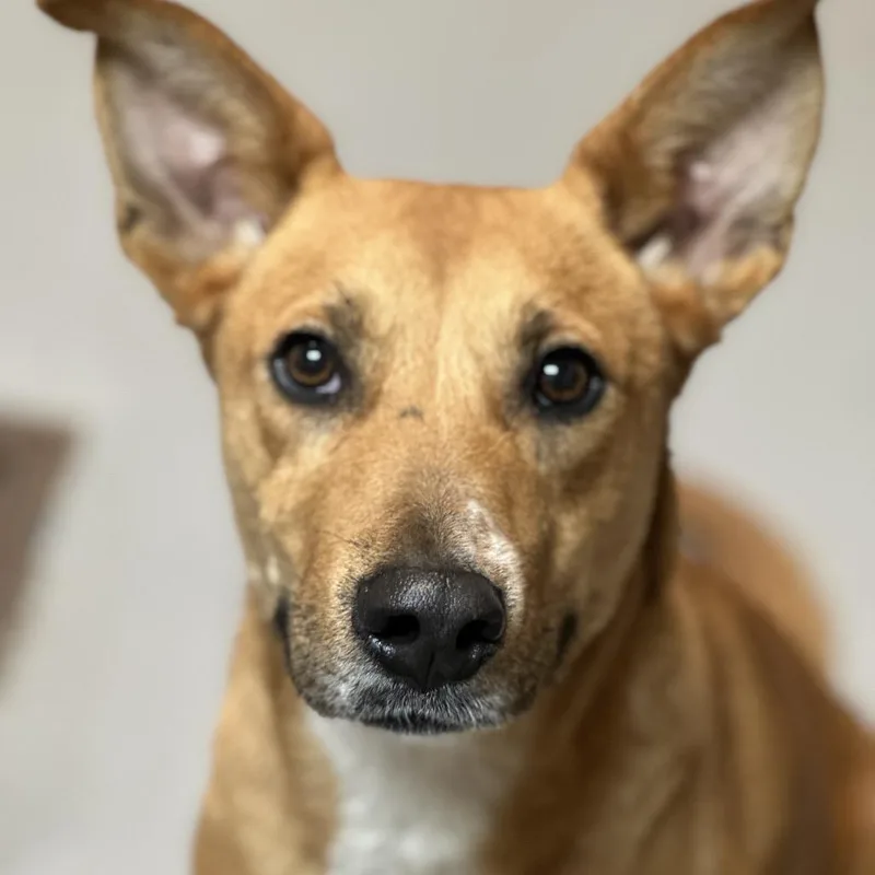 Rouganite thumbnail 5