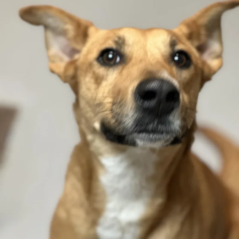 Rouganite thumbnail 6