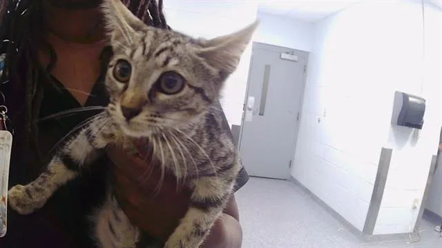 A baby medium-sized female Domestic Short Hair cat named A for adoption in Charlotte, NC