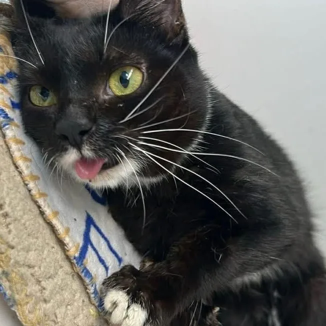 Doorbell thumbnail 2