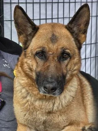 Loblolly thumbnail 3