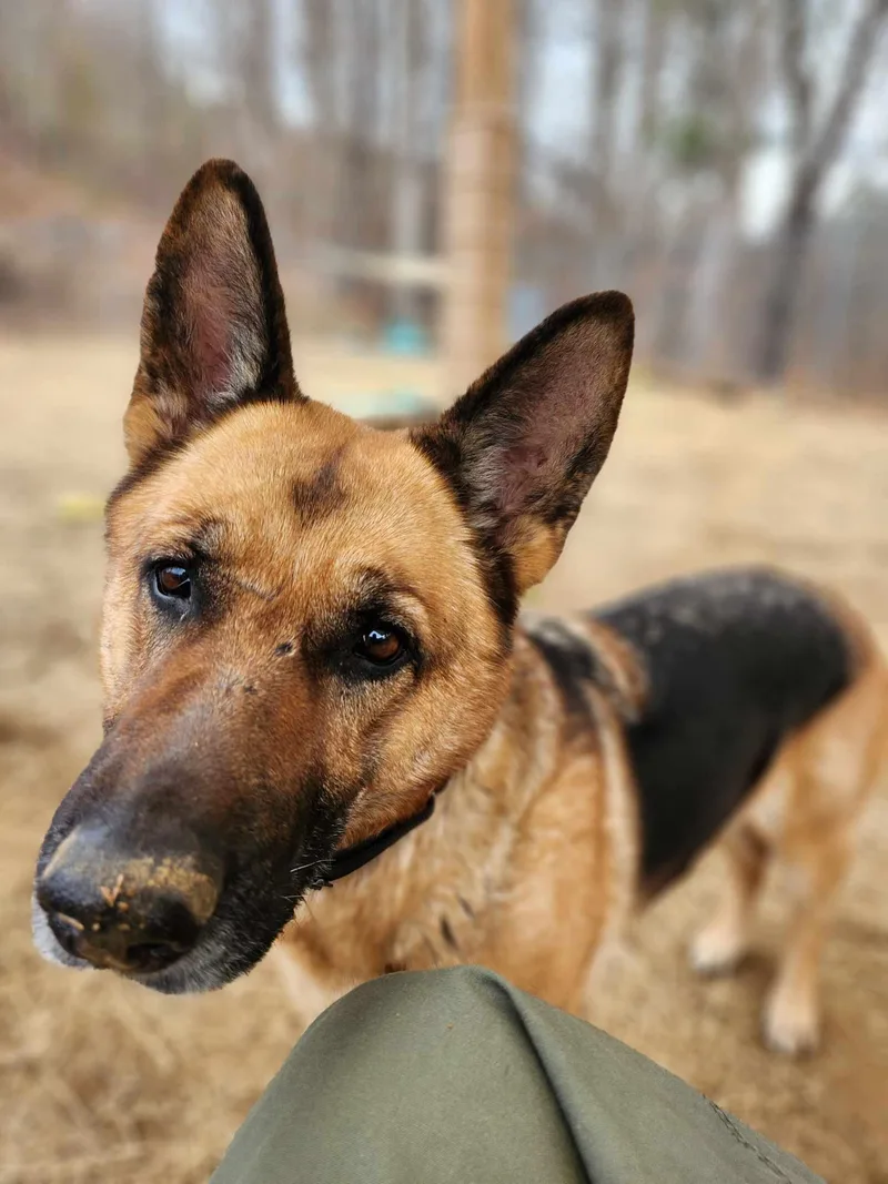 Loblolly thumbnail 4