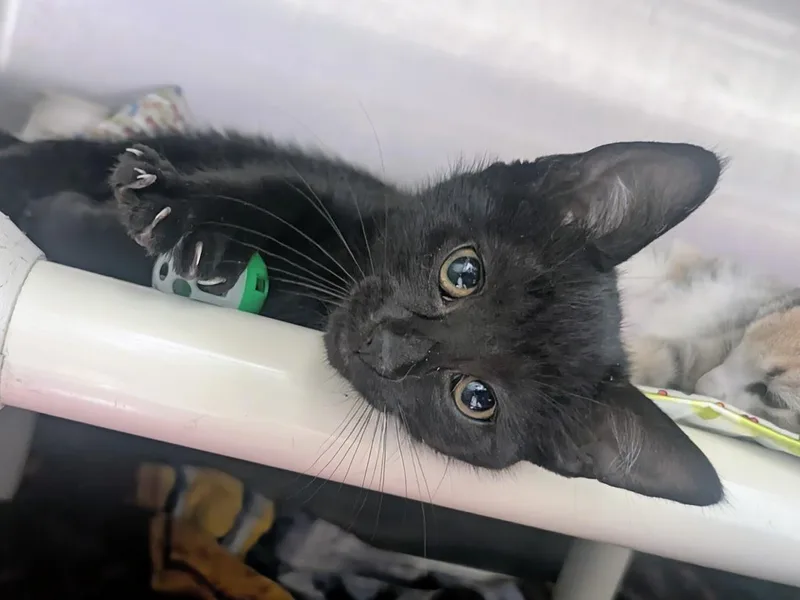 A baby large-sized female Black Extra-Toes Cat / Hemingway Polydactyl cat named Mittens for adoption in Springfield, IL