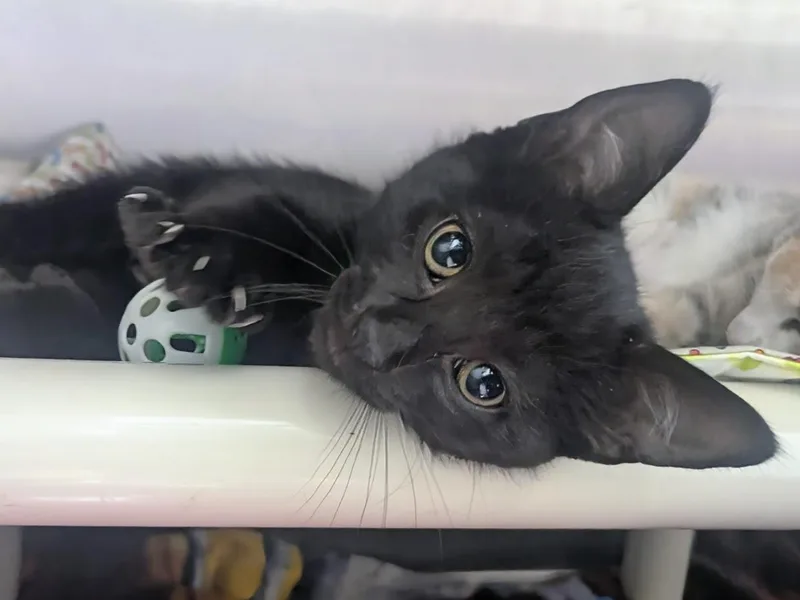 Mittens thumbnail 2