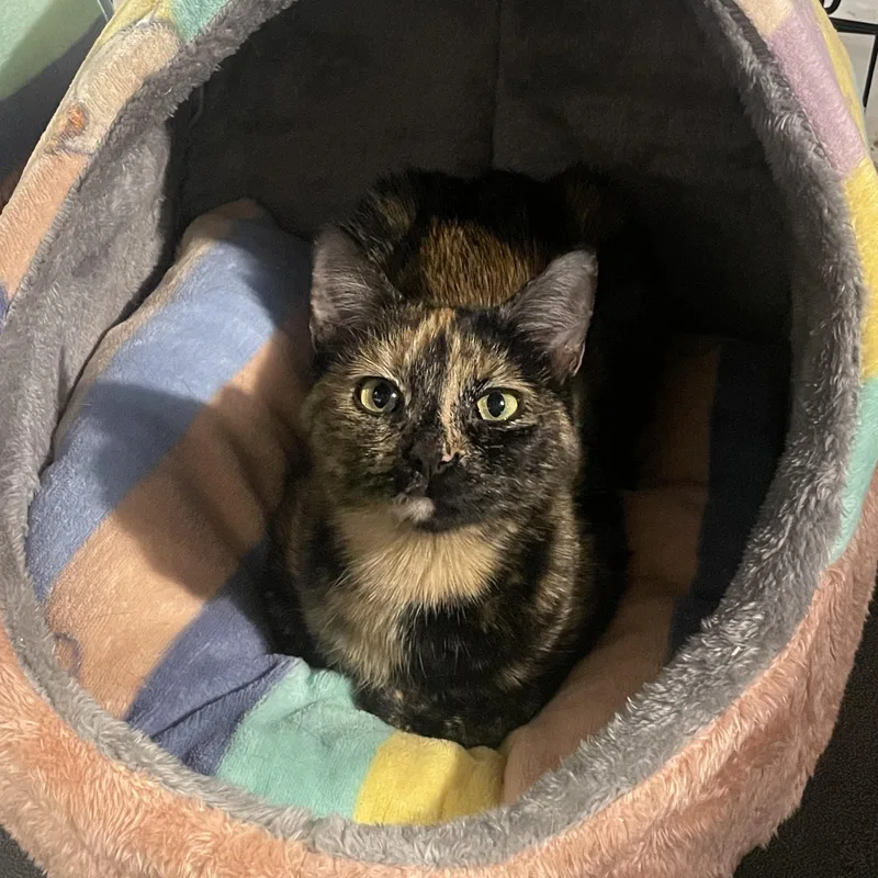 Shelly And Pebble thumbnail 2