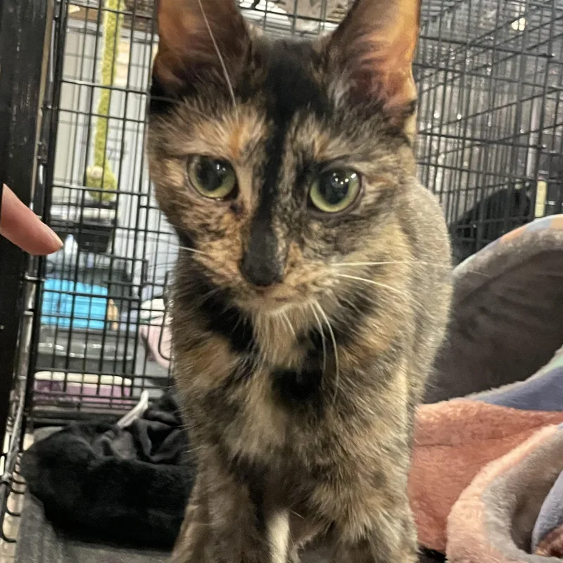 Shelly And Pebble thumbnail 3