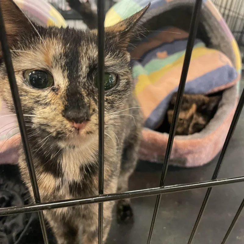 Shelly And Pebble thumbnail 4