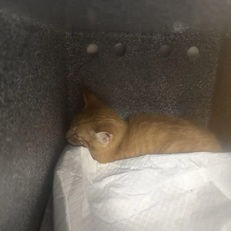 A baby small-sized male Orange / Red Domestic Short Hair cat named Queso for adoption in Pasadena , MD