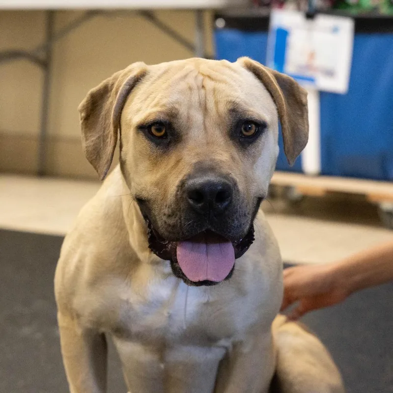 An adult large-sized female Yellow / Tan / Blond / Fawn Black Mouth Cur dog named Honey for adoption in Pasadena, CA