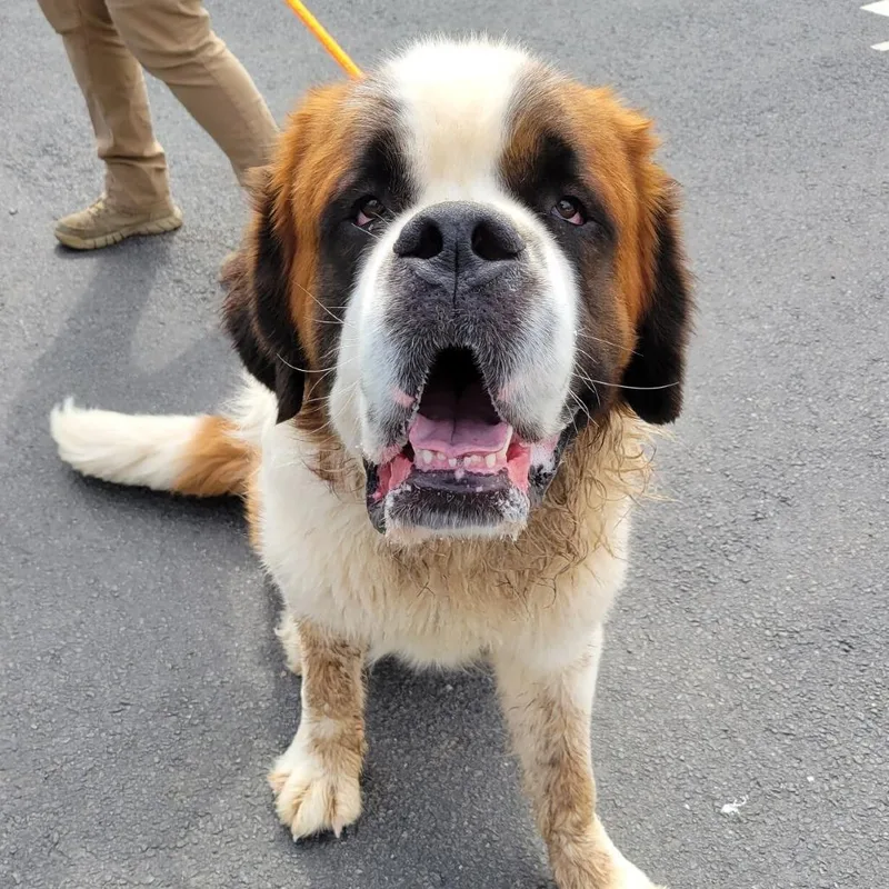 An adult extra large-sized male Apricot / Beige Saint Bernard dog named Teddy for adoption in Birdsboro, PA