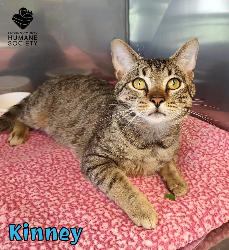An adult medium-sized male Domestic Short Hair cat named Kinney for adoption in Heath, OH