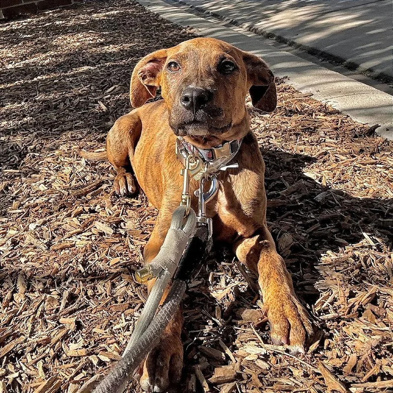 A baby medium-sized male Brown / Chocolate Mixed Breed dog named Gladiator for adoption in South Elgin, IL