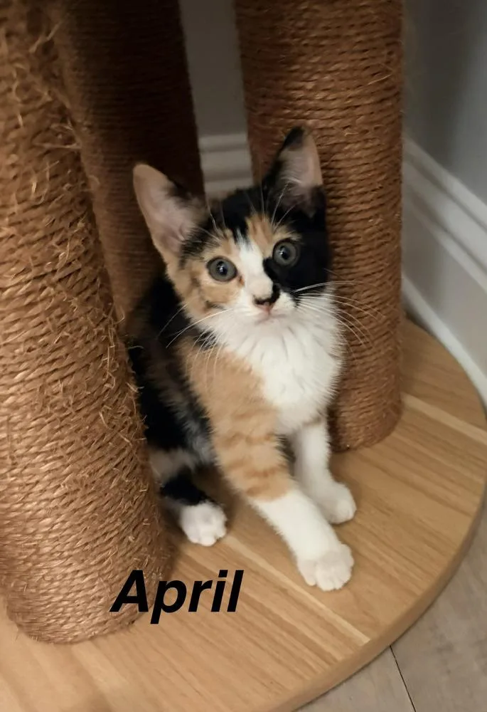 A baby small-sized female Domestic Short Hair cat named April for adoption in Bossier City, LA