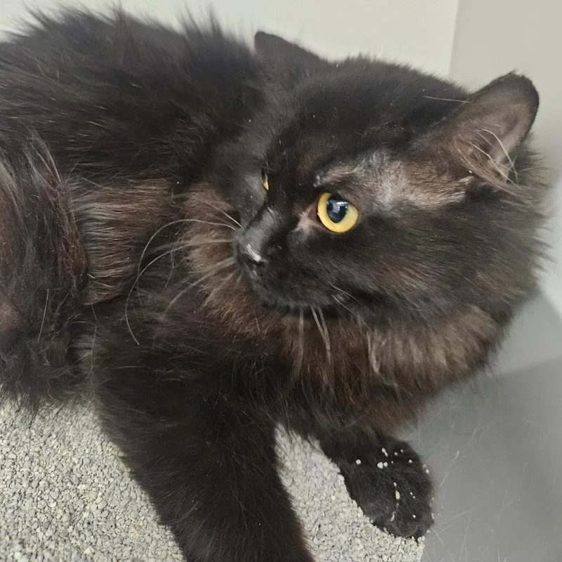 A young small-sized female Black Domestic Long Hair cat named Minny Jackson for adoption in Grantsville, UT