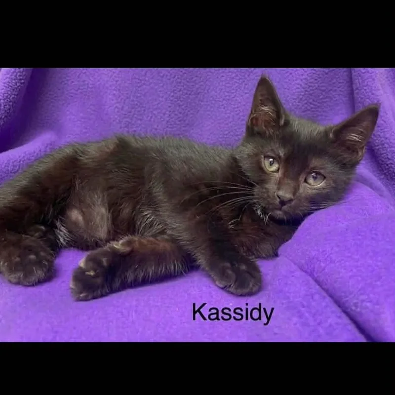 Kassidy