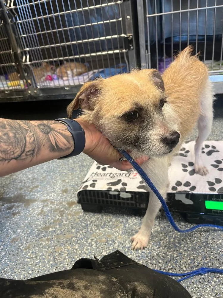 An adult small-sized male Tricolor (Brown, Black, & White) Terrier dog named Sully for adoption in Linton, IN