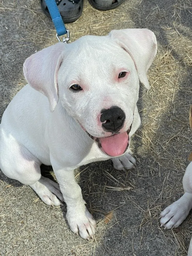 A baby small-sized female White / Cream Pit Bull Terrier dog named Gravy for adoption in Silsbee, TX