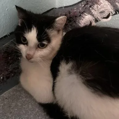 An adult medium-sized female Black & White / Tuxedo Tuxedo cat named Dulce  Friendly But for adoption in Hoquiam, WA