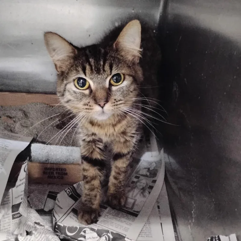 A young small-sized female Brown / Chocolate Domestic Medium Hair cat named Sissy for adoption in Corydon, IN