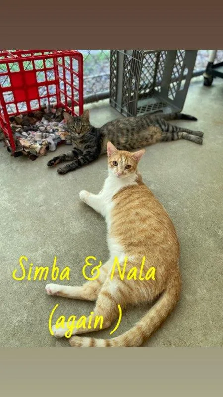 Simba & Nala